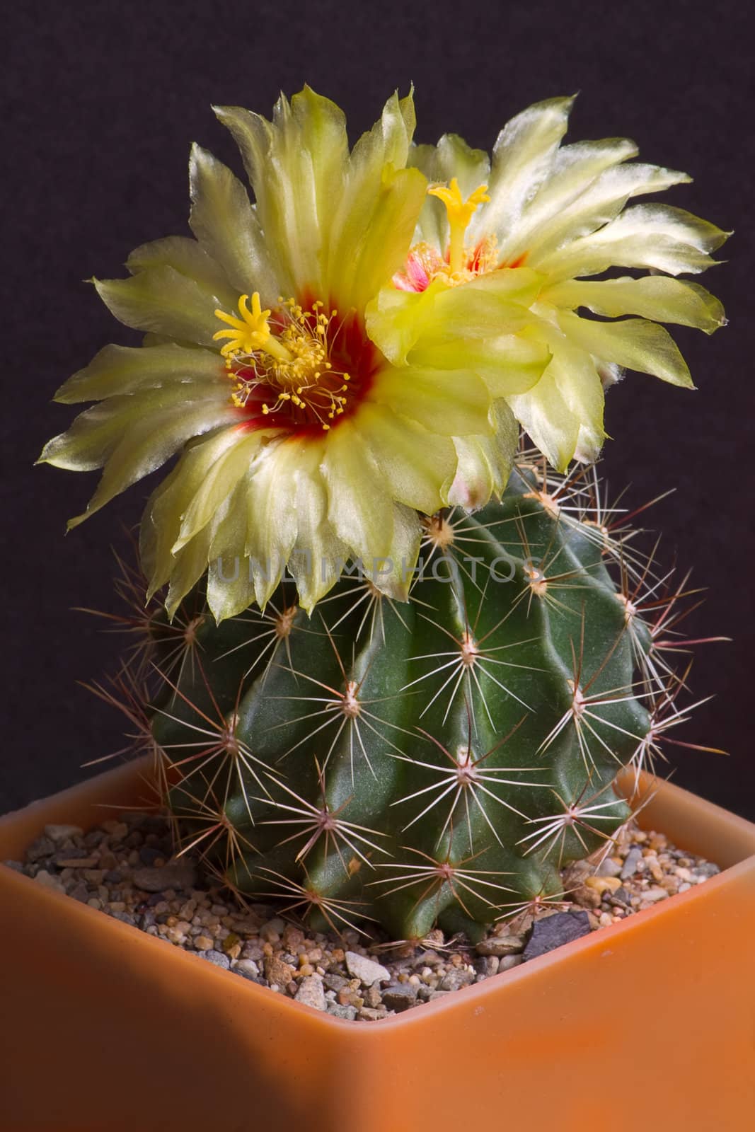 Cactus with  flowers  on  dark background (Notocactus).
