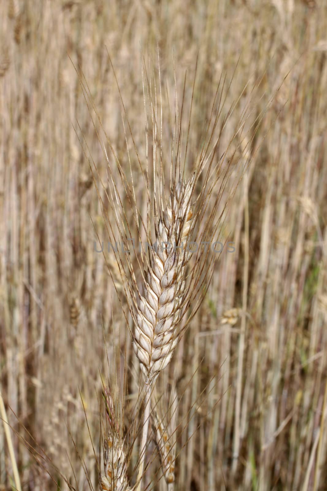 Barley ear (Raw materials for beer)