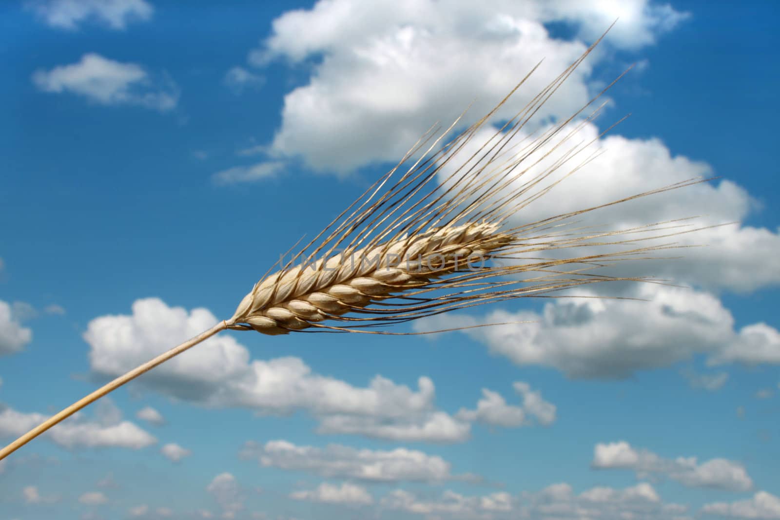 Barley ear (Raw materials for beer)