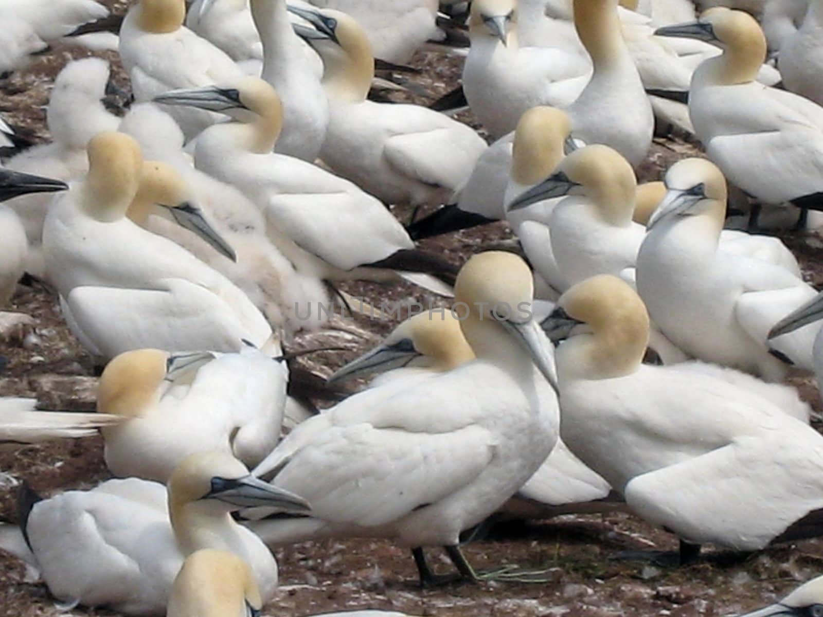 Northern gannets colony on Bonaventure island, Quebec