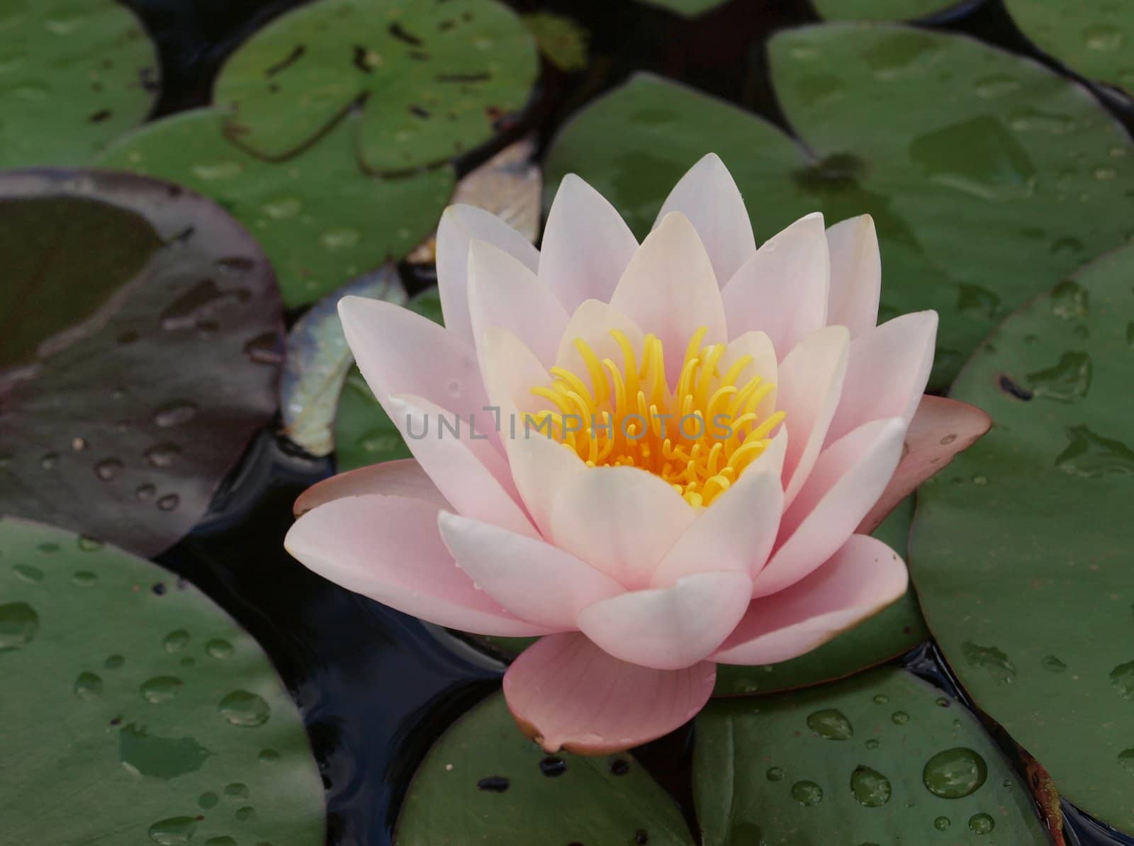 Pink water lily flower in pond with leaf background