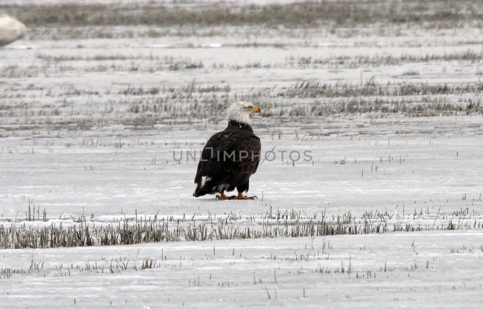 Bald Eagle.  Photo taken at Lower Klamath National Wildlife Refuge, CA. by sandsphoto