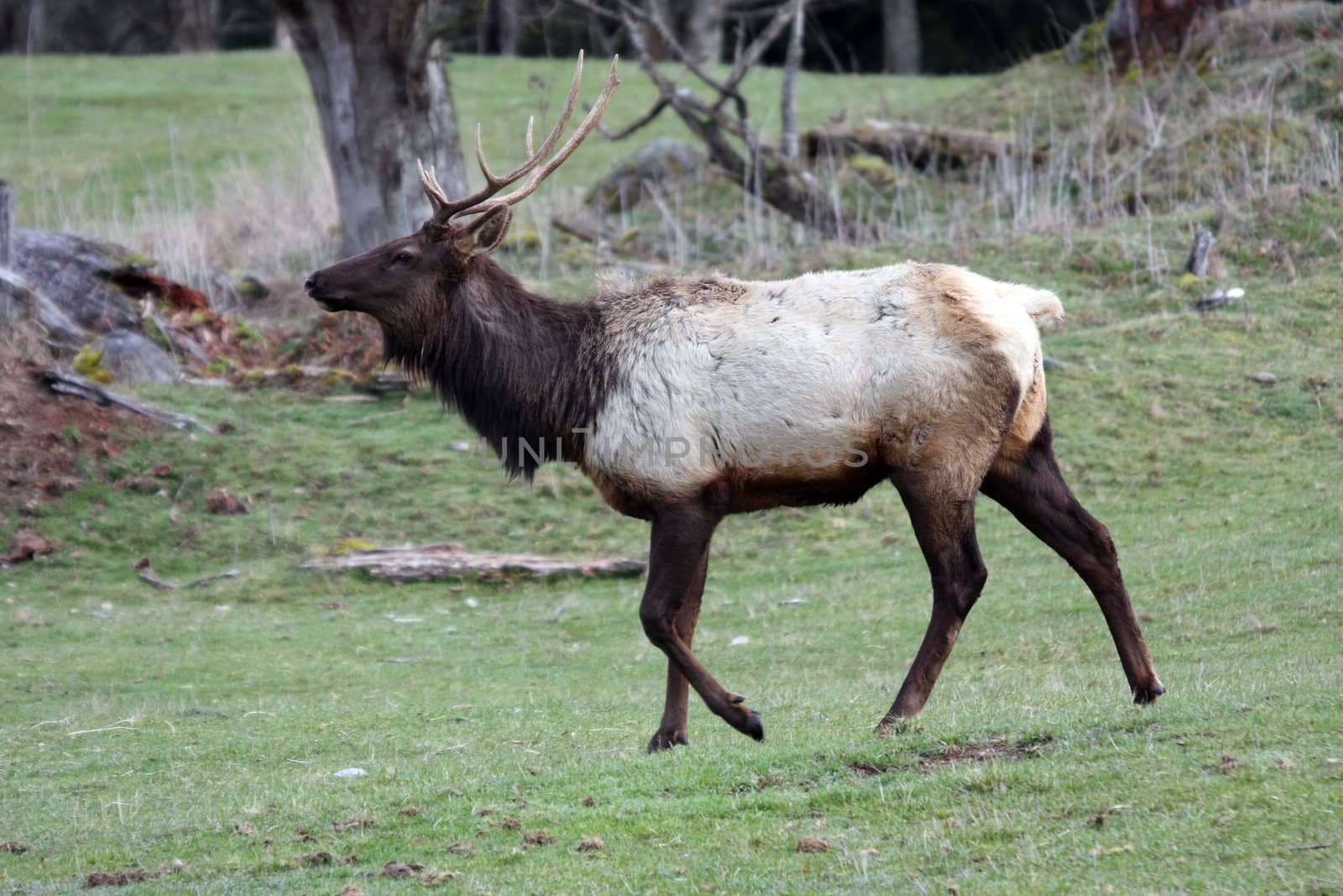 Elk.  Photo taken at Northwest Trek Wildlife Park, WA. by sandsphoto