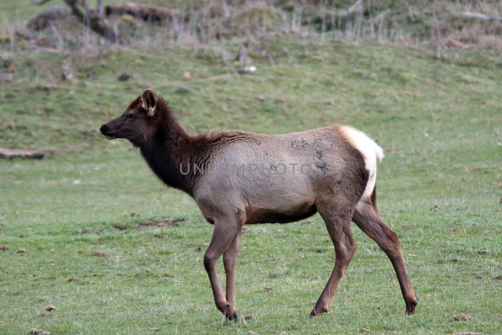 Elk.  Photo taken at Northwest Trek Wildlife Park, WA.