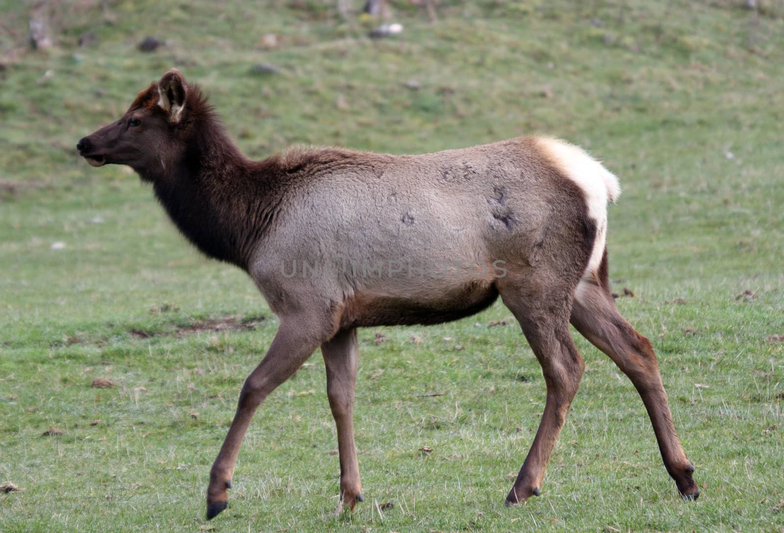 Elk.  Photo taken at Northwest Trek Wildlife Park, WA. by sandsphoto