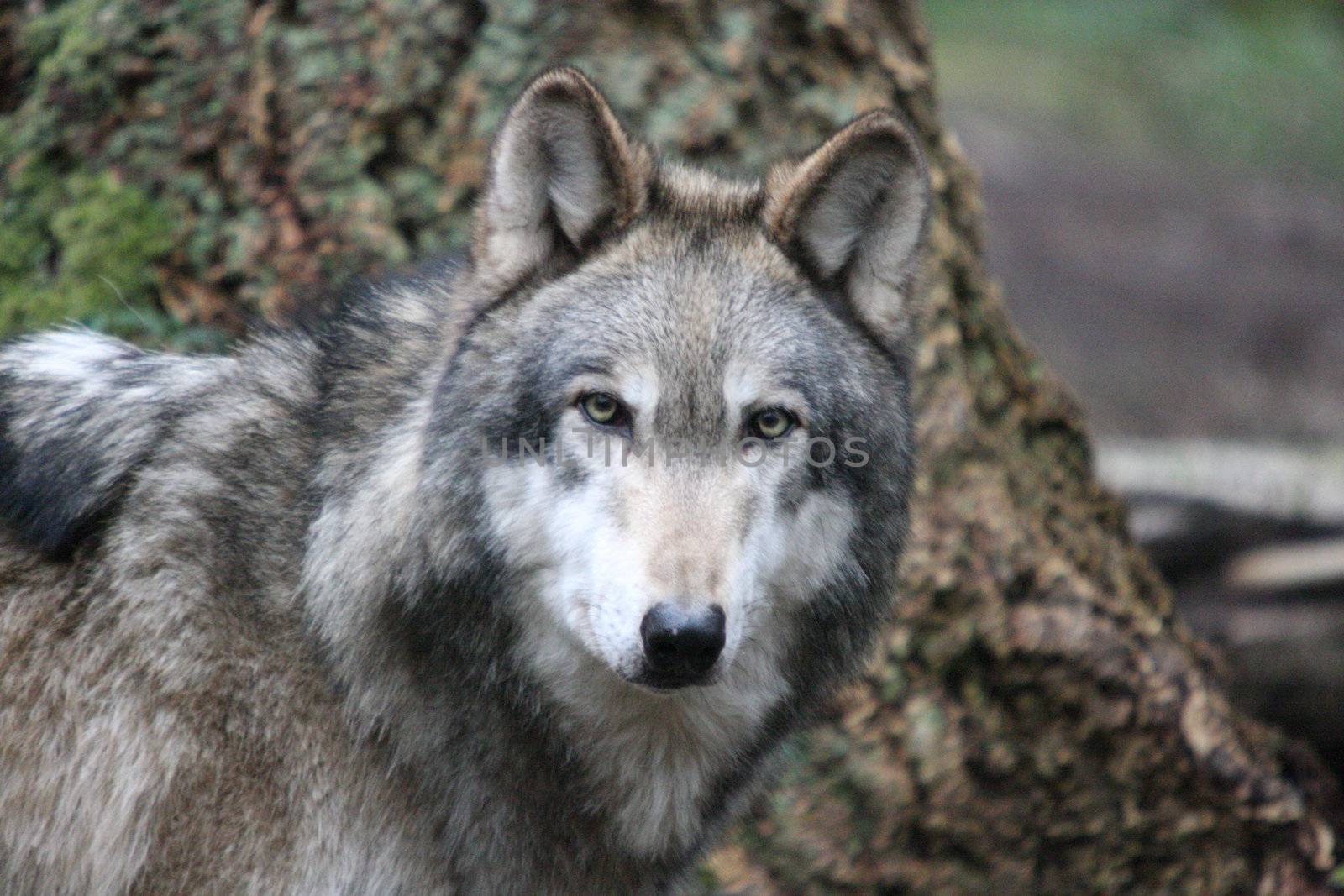 Grey Wolf.  Photo taken at Northwest Trek Wildlife Park, WA. by sandsphoto