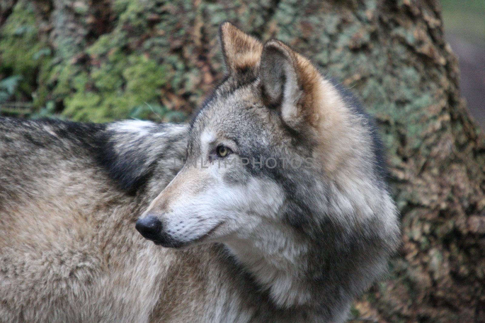 Grey Wolf.  Photo taken at Northwest Trek Wildlife Park, WA.