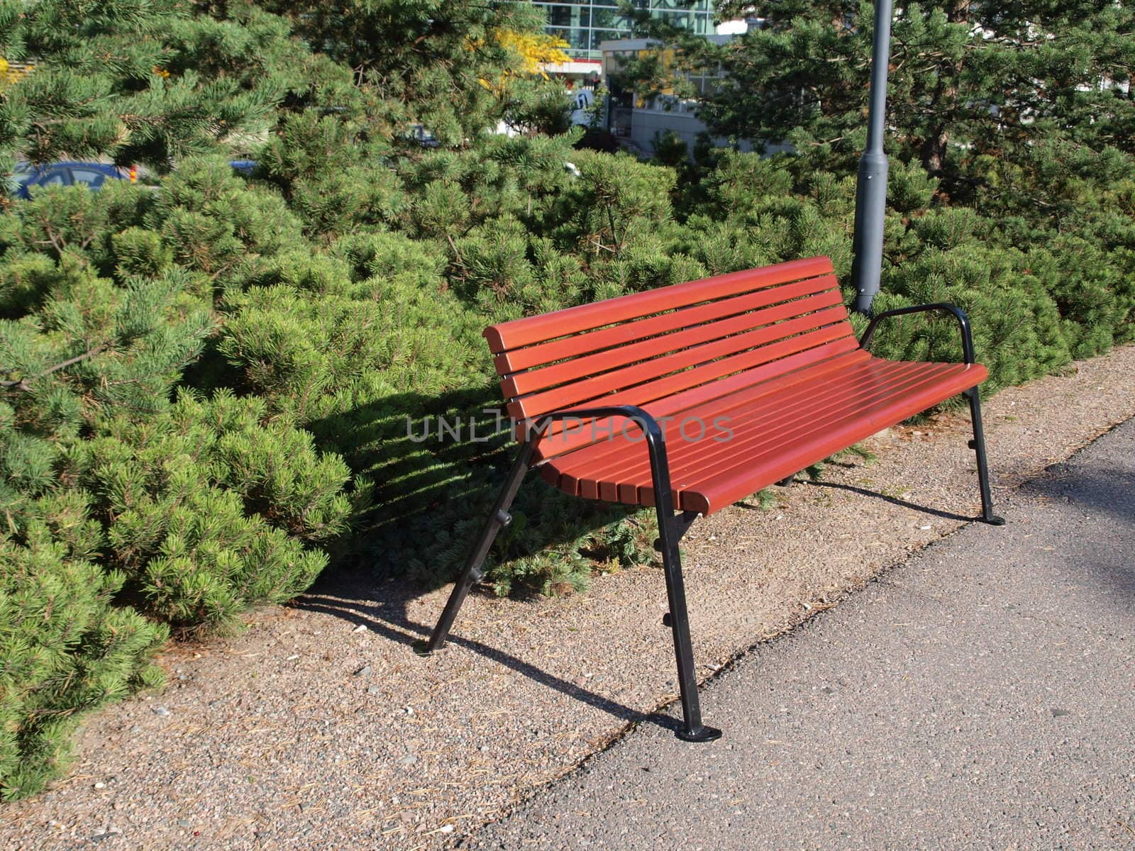 Wooden bench in sunshine with pine trees behind