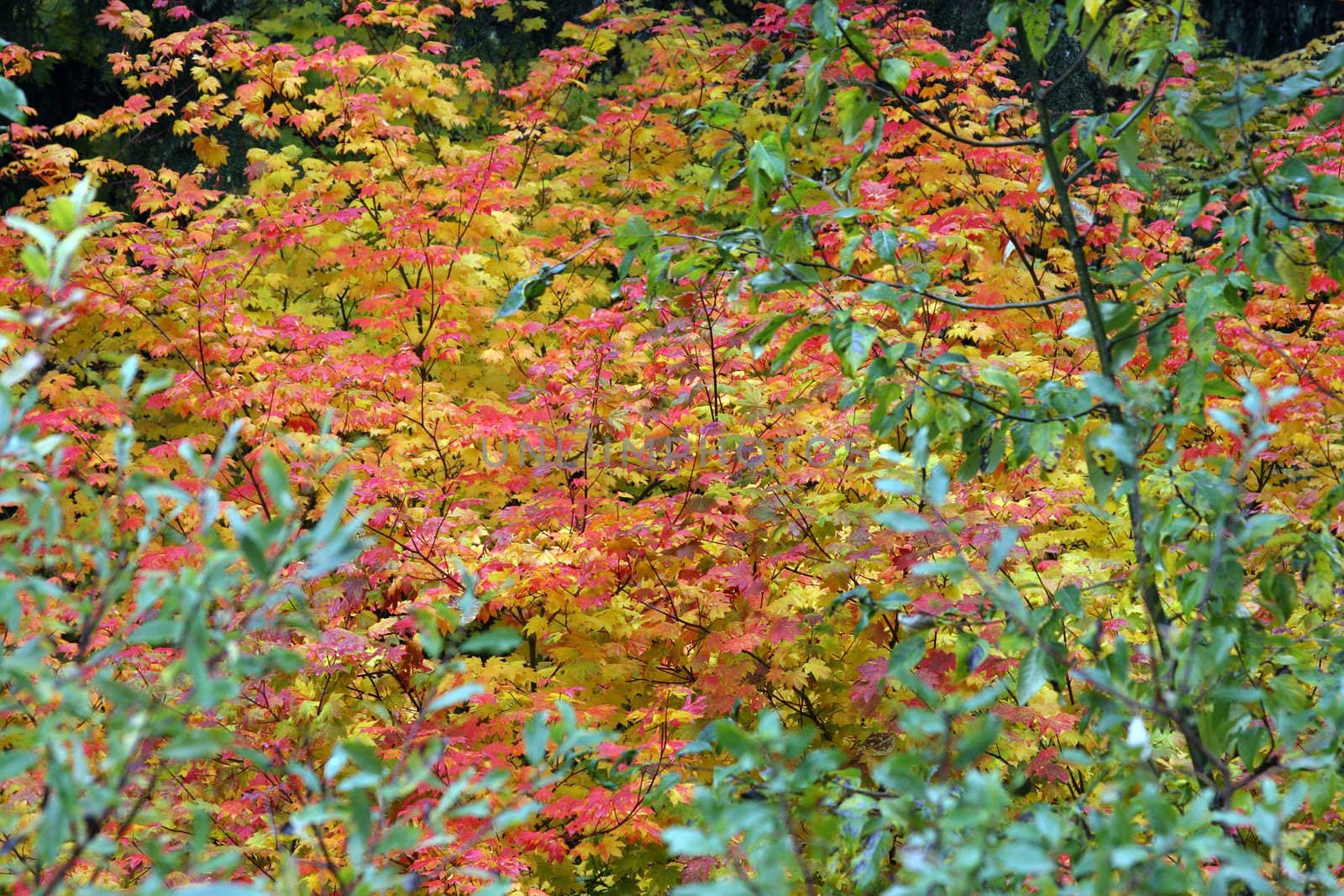 Fall Colors in Oregon.  Photo taken in the Mount Hood National Forest, OR. by sandsphoto