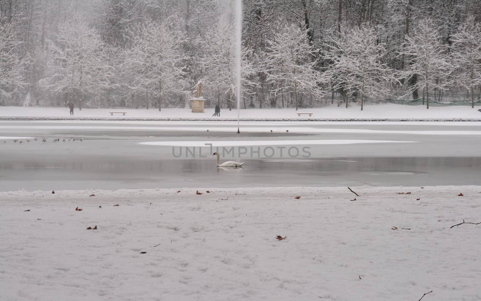 Swimming swan on a pond in winter. Image of the beauty