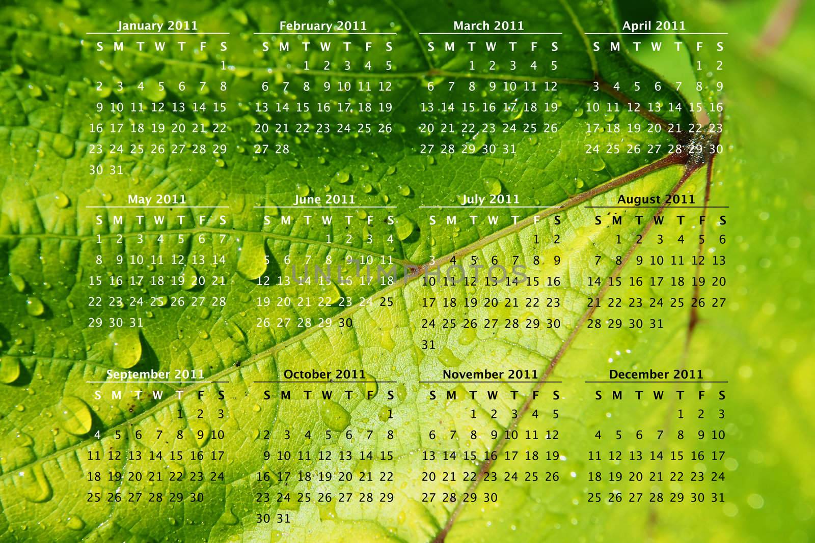 2011 calendar on green vine leaf by Mirage3