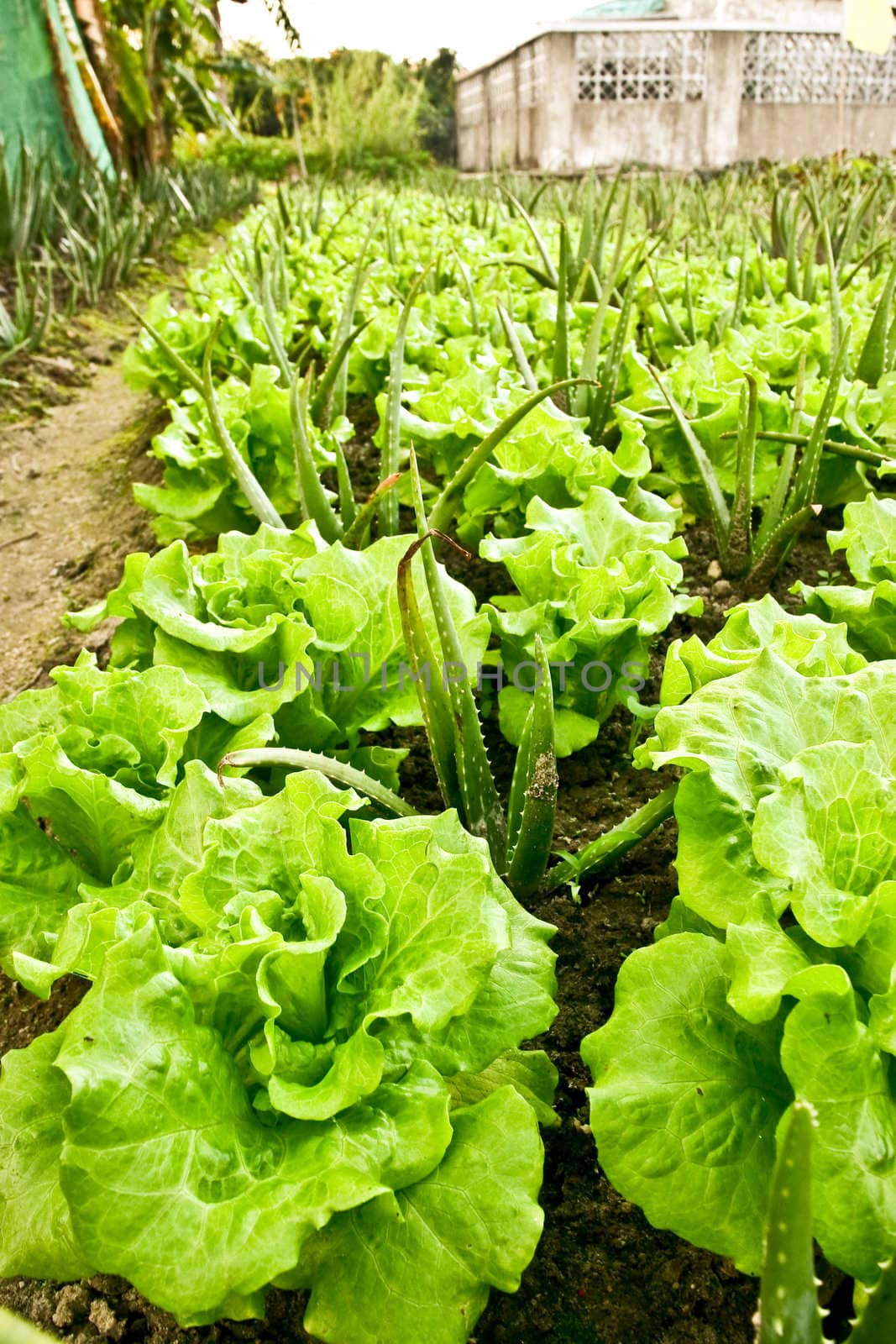 Vegetable field with lettuces and some aloes