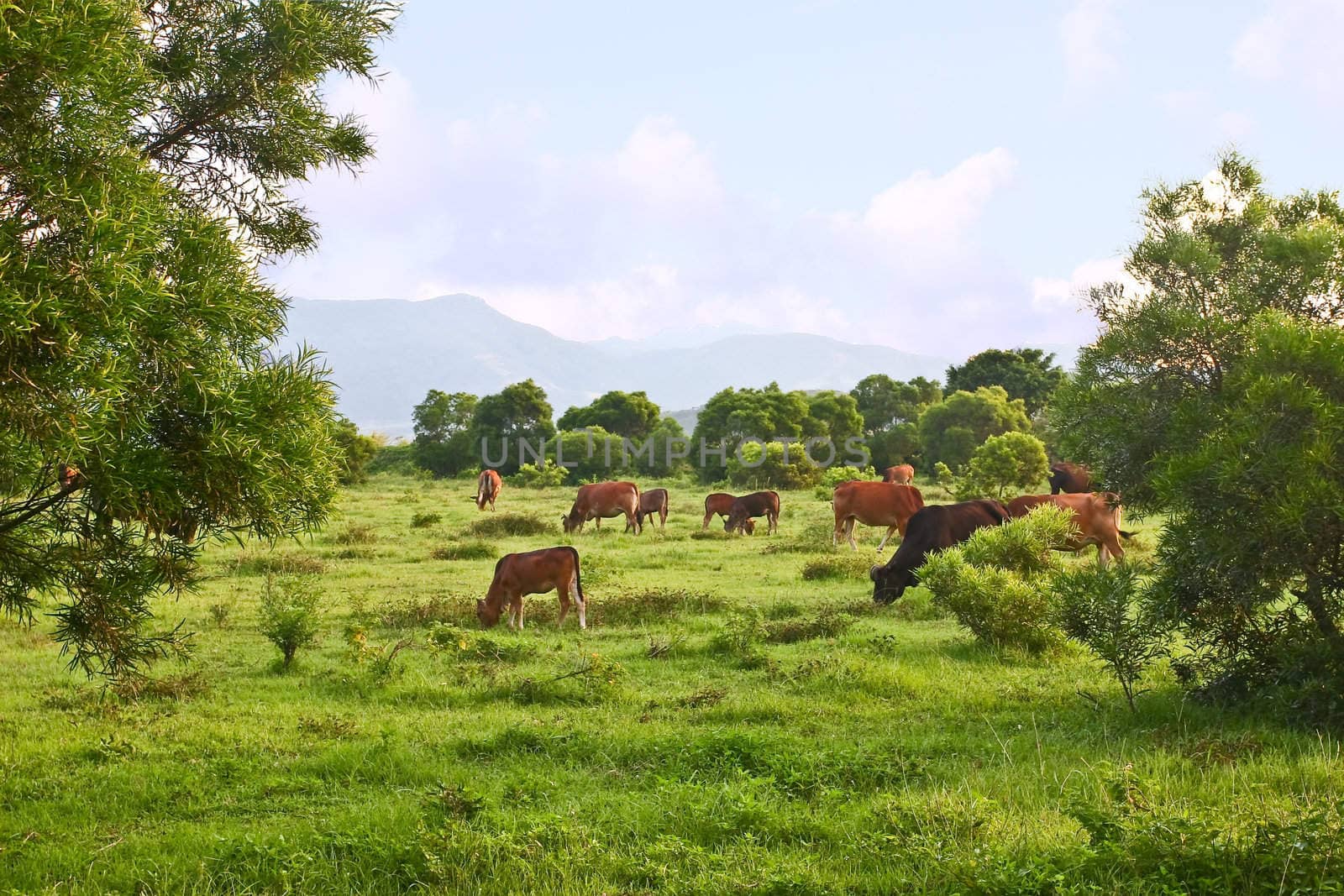 Cows in grassland under blue sky