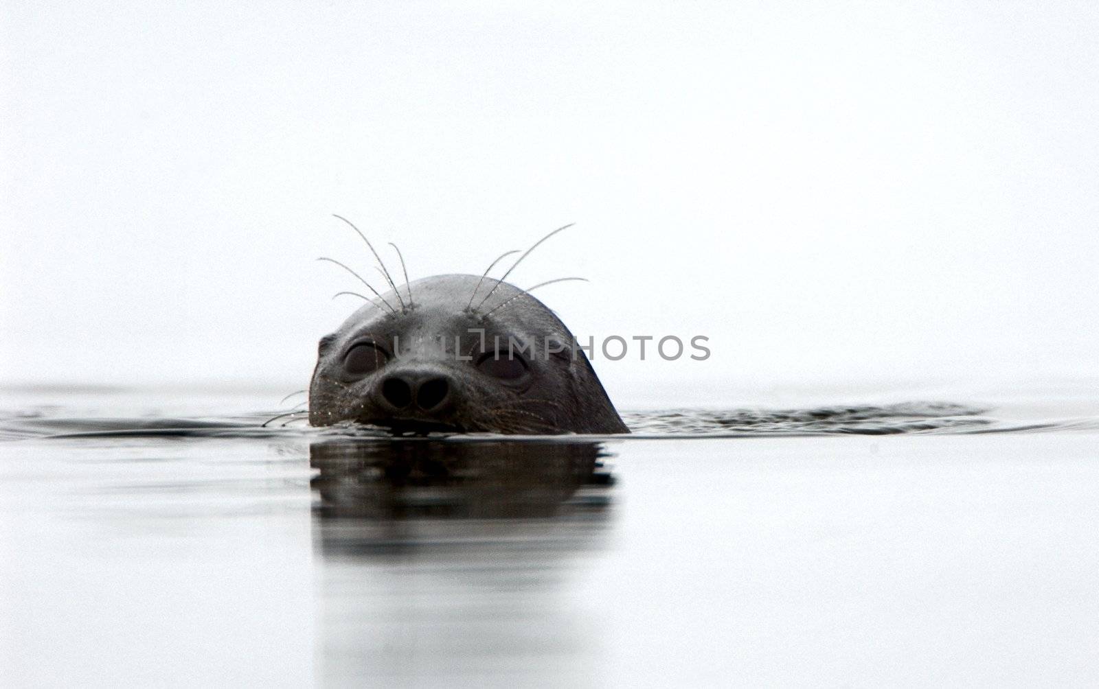 Portrait of  Ladoga seal. The Ladoga seal in a native habitat. Winter in Ladoga lake. 