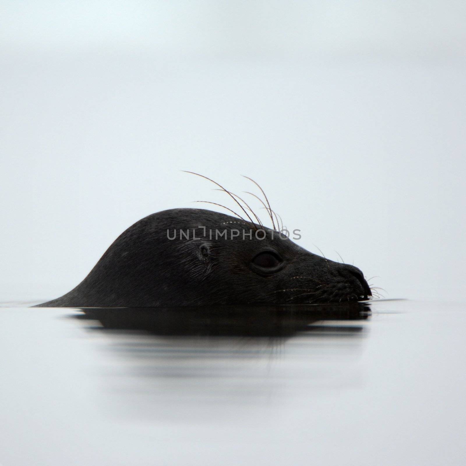Profile portrait of Ladoga seal. by SURZ