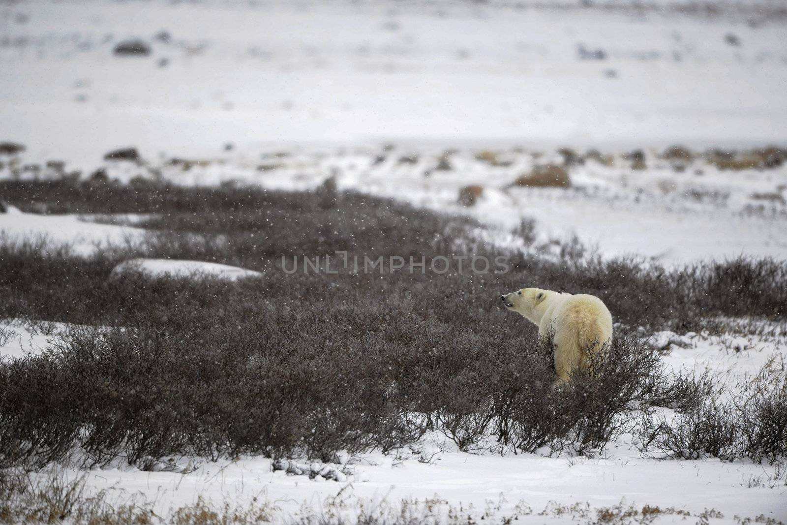 The polar bear sniffs. A portrait of the polar bear smelling air.