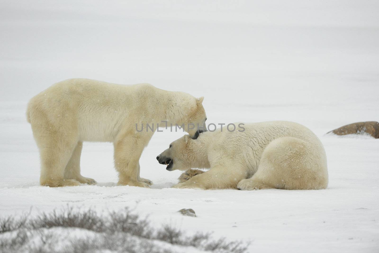 Entertainments of polar bears. by SURZ