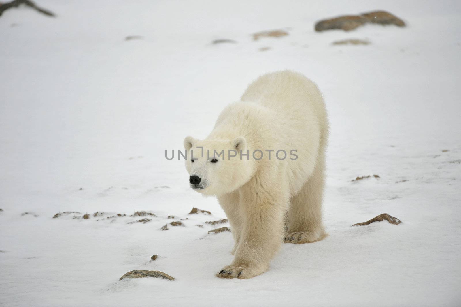 The polar bear going on snow attentively looks forward.