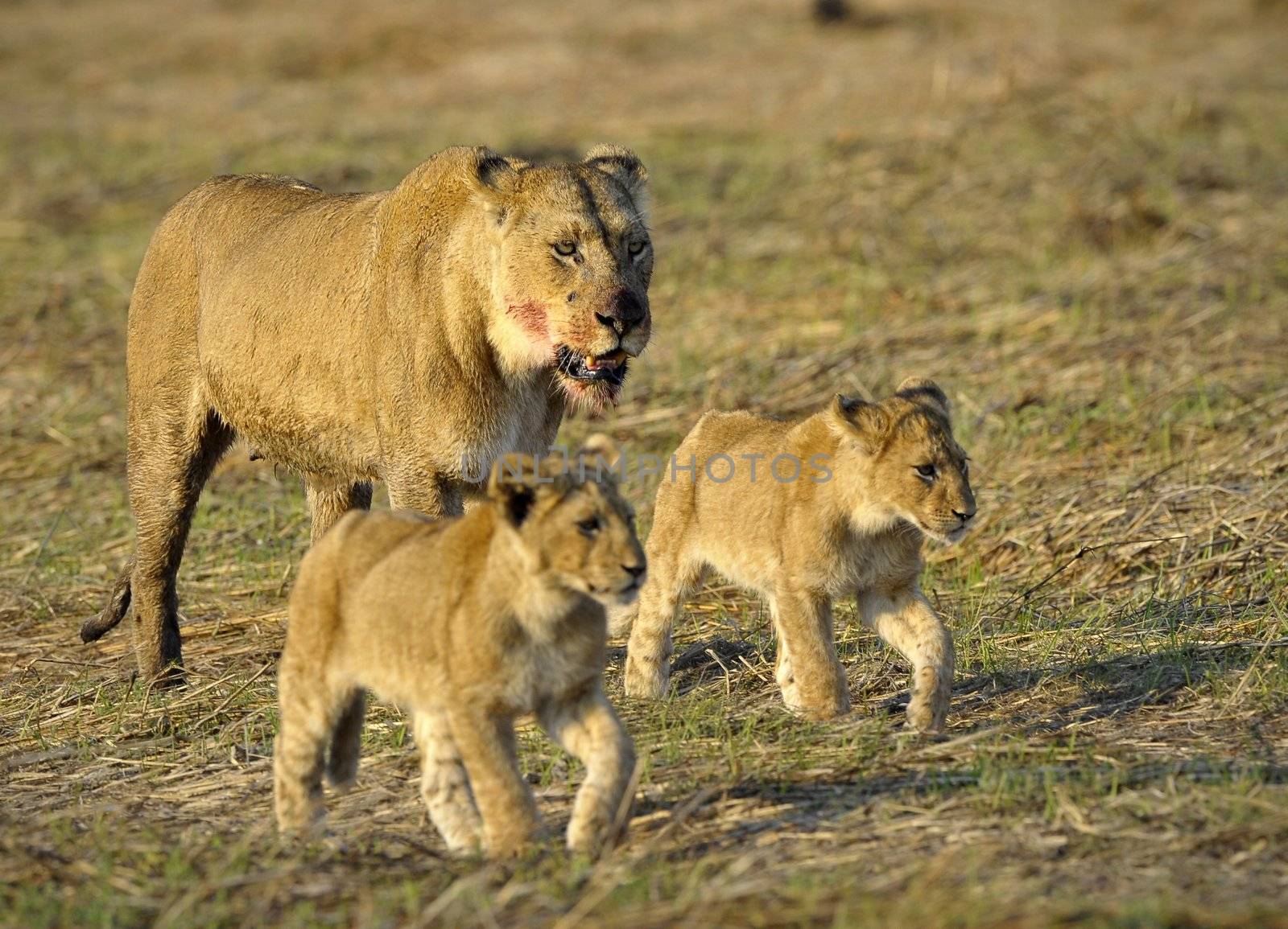 Lioness after hunting with cubs. The lioness with a blood-stained muzzle has returned from hunting to the kids to young lions.