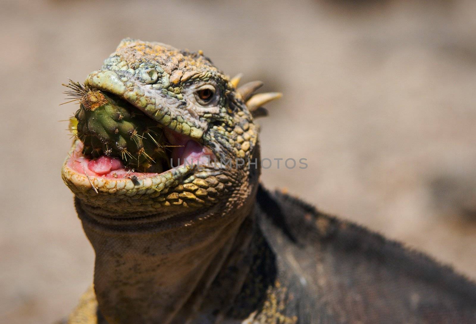 The marine  iguana swallows of a prickly cactus.