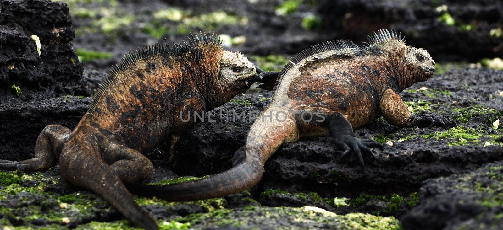 Males marine iguana fight. Two males aggressively fight during the marriage period.