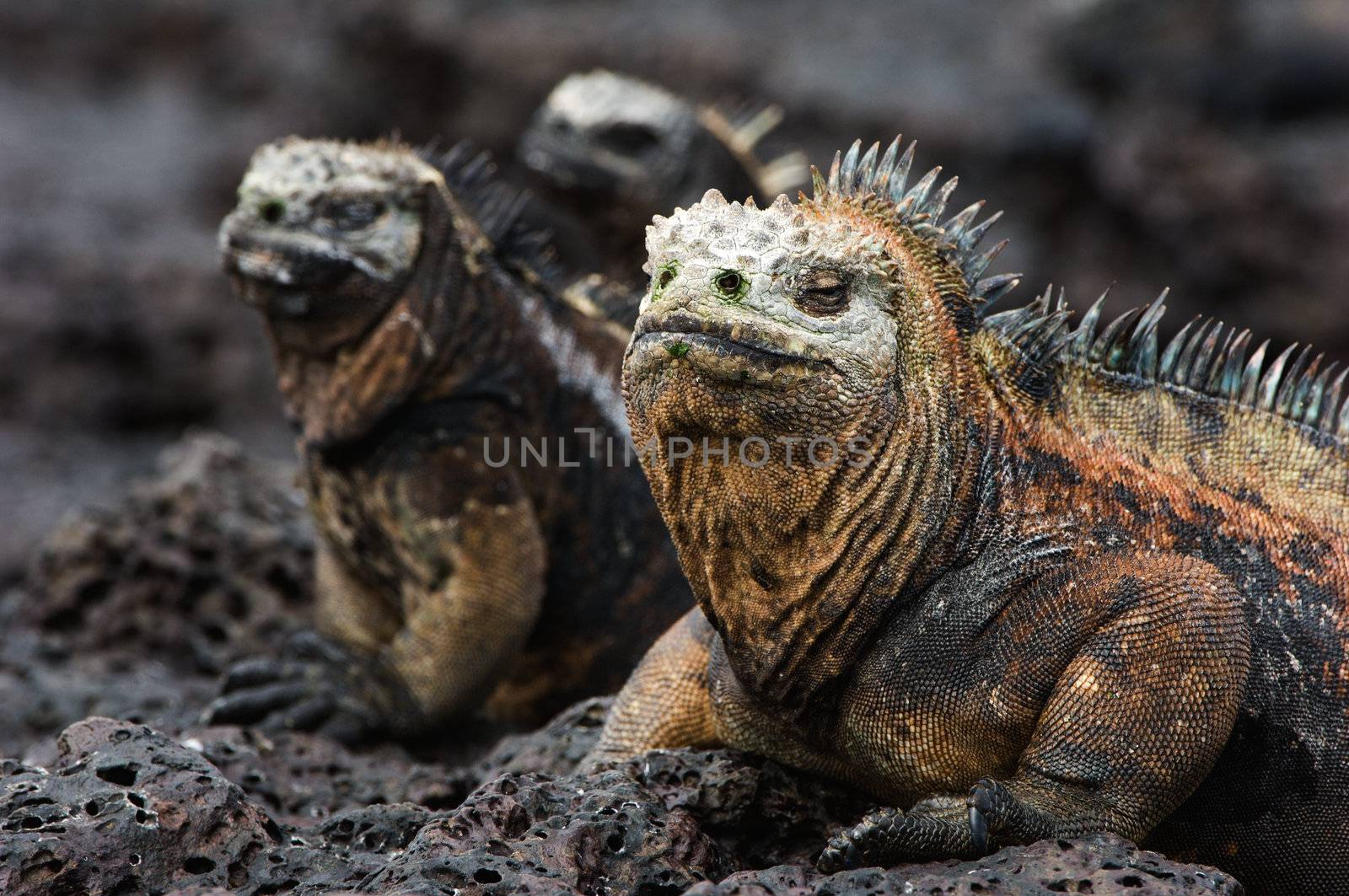 Portrait of the marine iguana with relatives. by SURZ