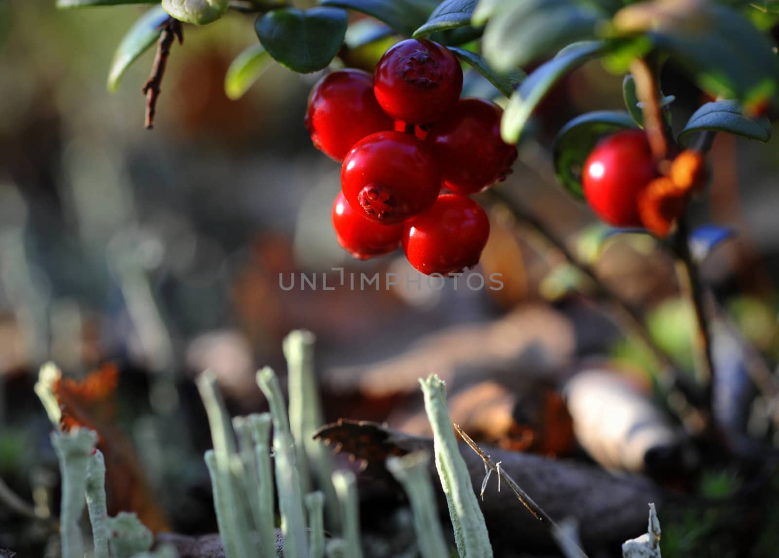 Cowberry berries. Brightly red berries of a cowberry grow in a moss.