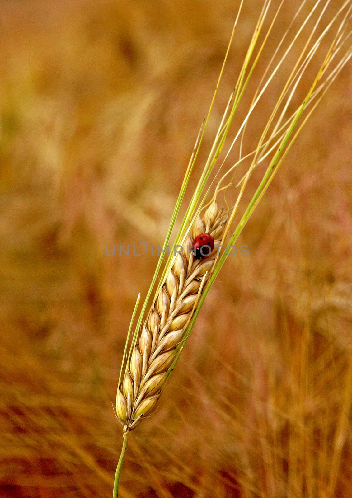 The beautiful fields of grain stretching under the blue sky