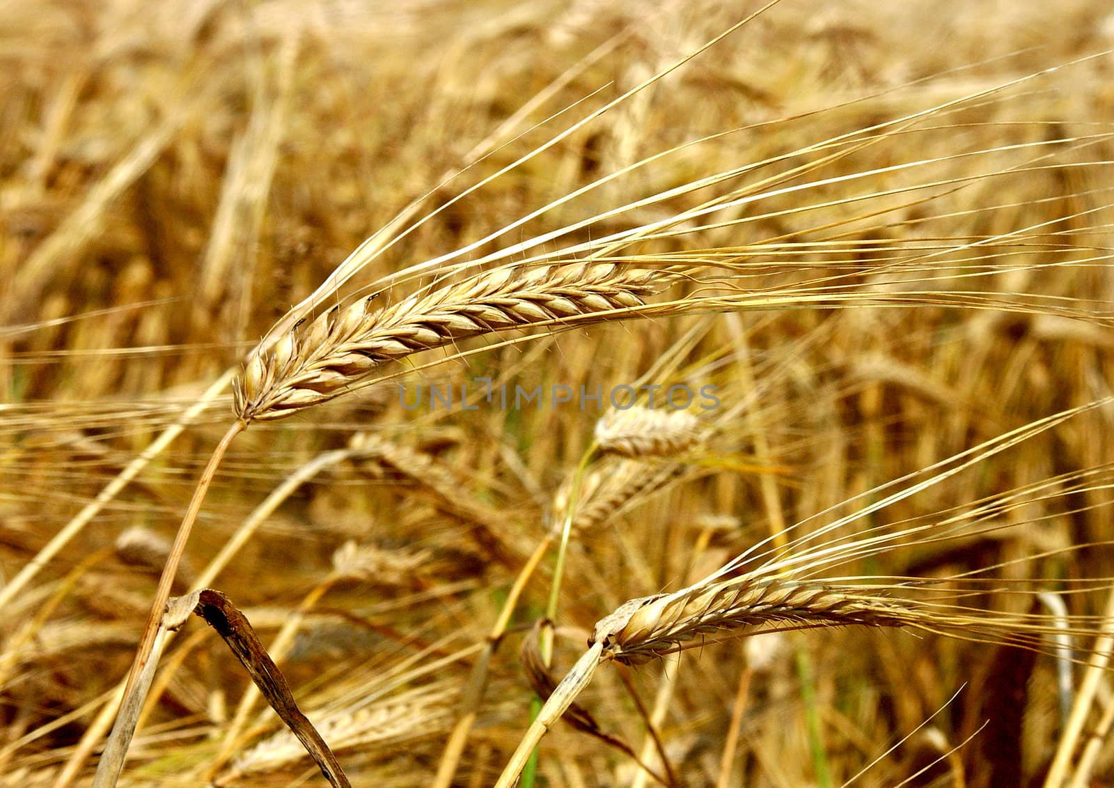 The beautiful fields of grain stretching under the blue sky