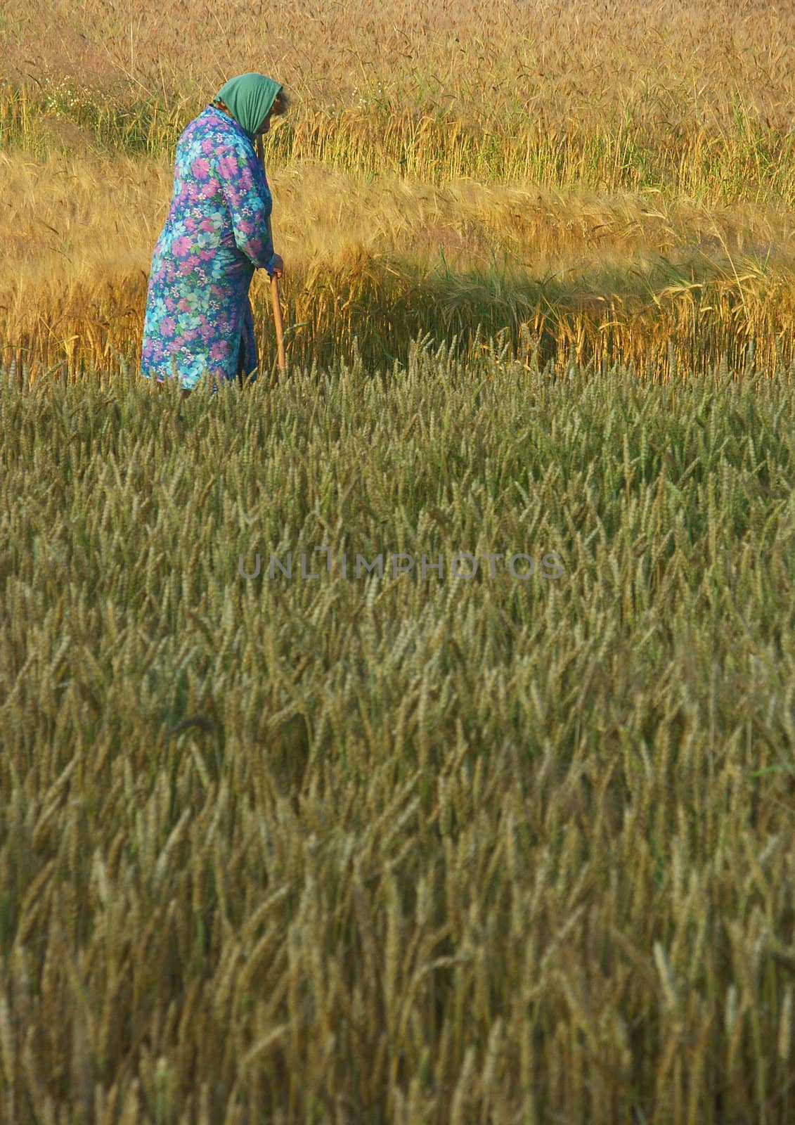 The beautiful fields of grain stretching under the blue sky