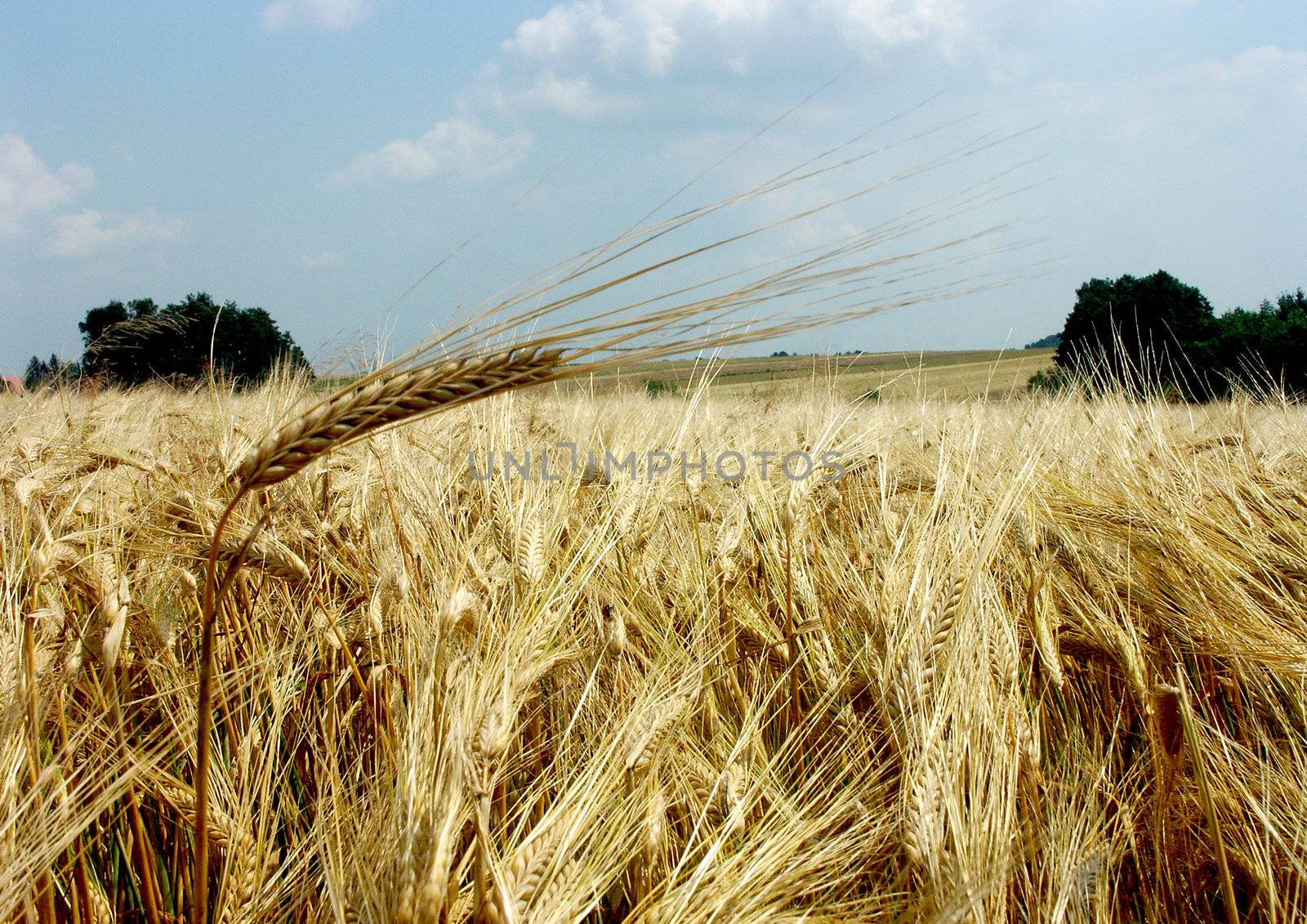 The beautiful fields of grain stretching under the blue sky