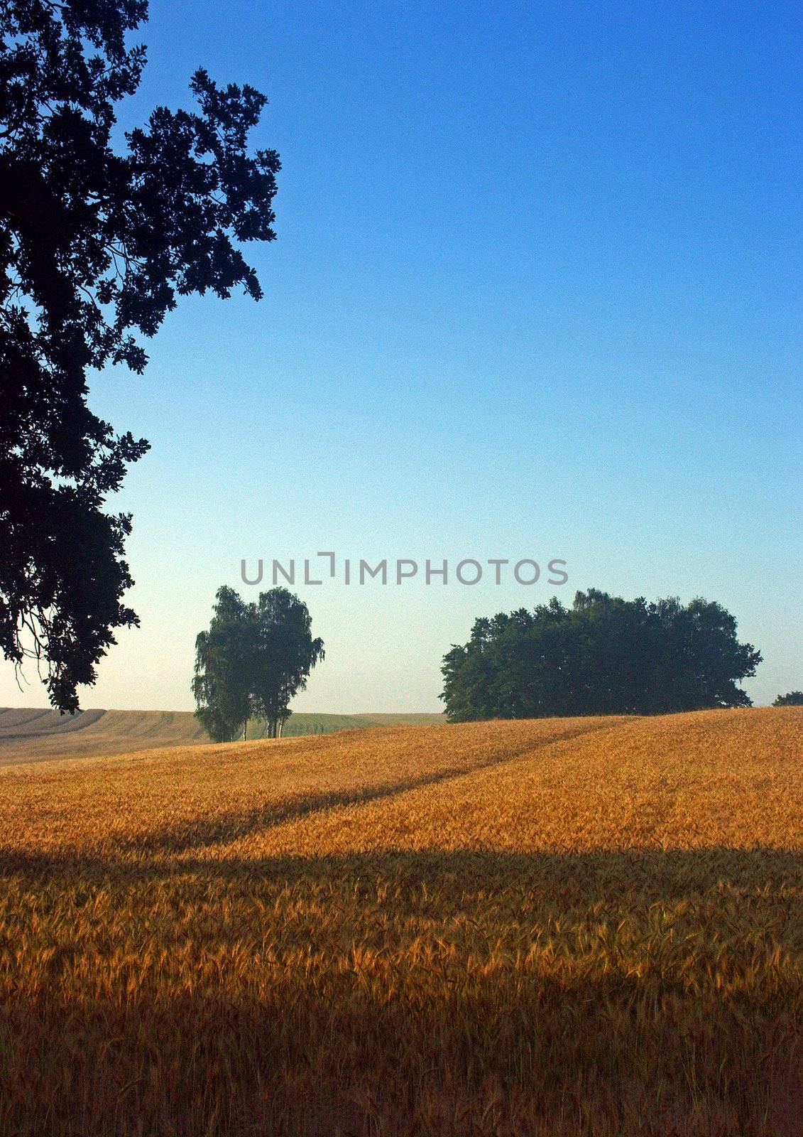 The beautiful fields of grain stretching under the blue sky