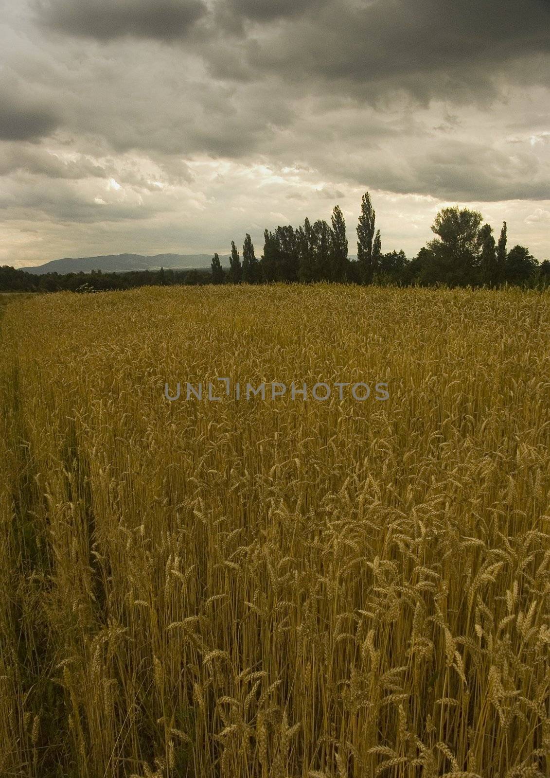 The beautiful fields of grain stretching under the blue sky