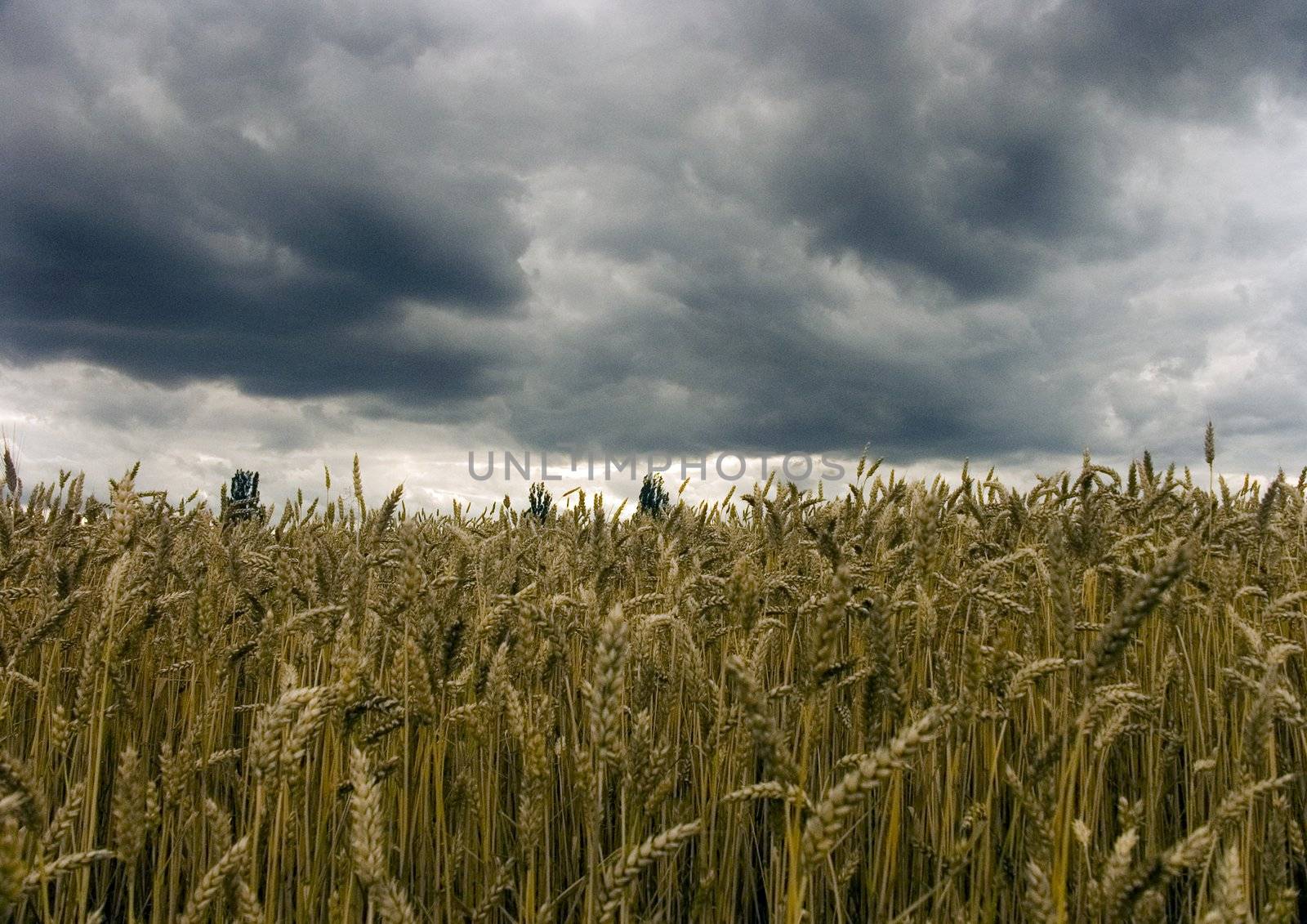 The beautiful fields of grain stretching under the blue sky