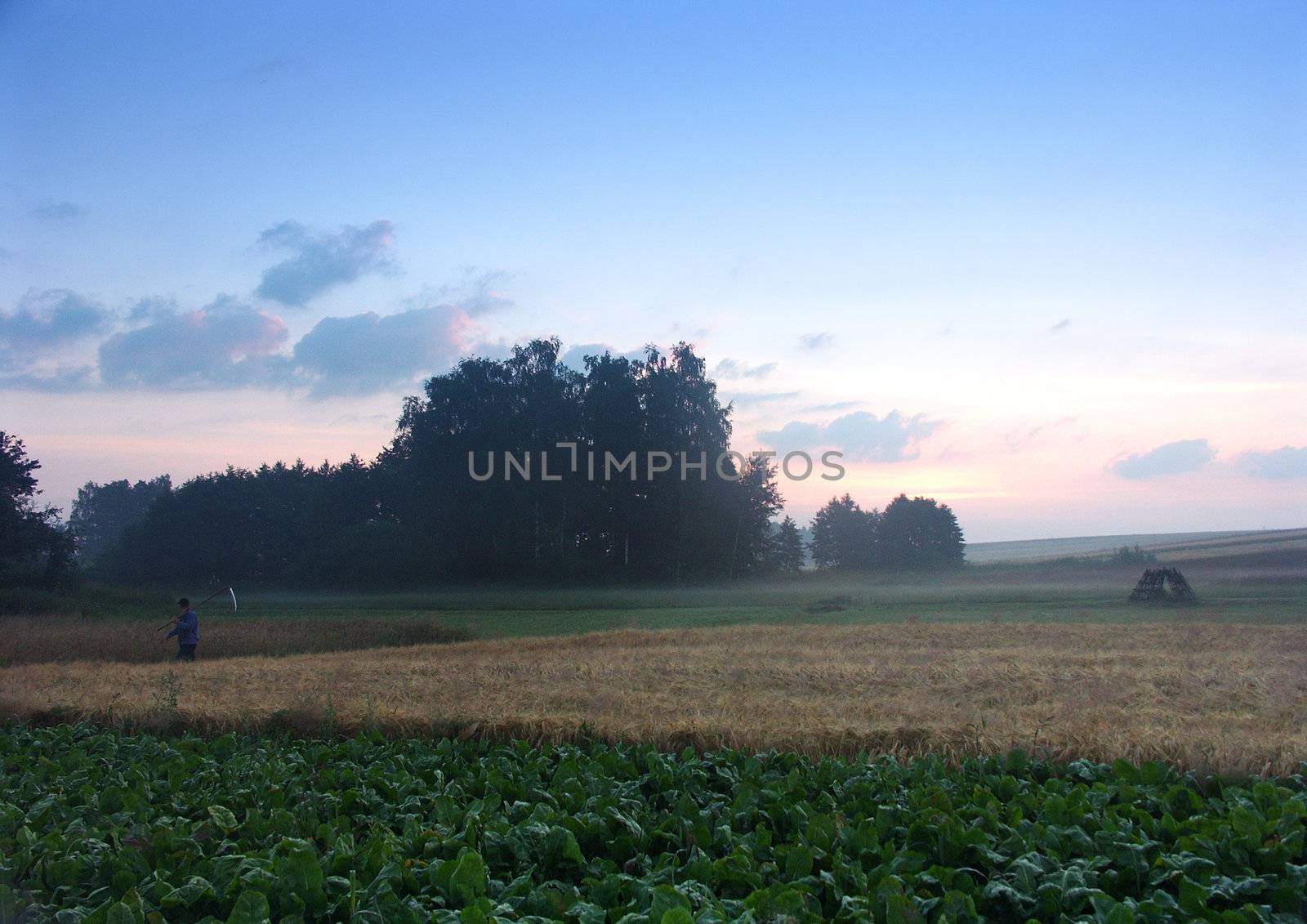 The beautiful fields of grain stretching under the blue sky