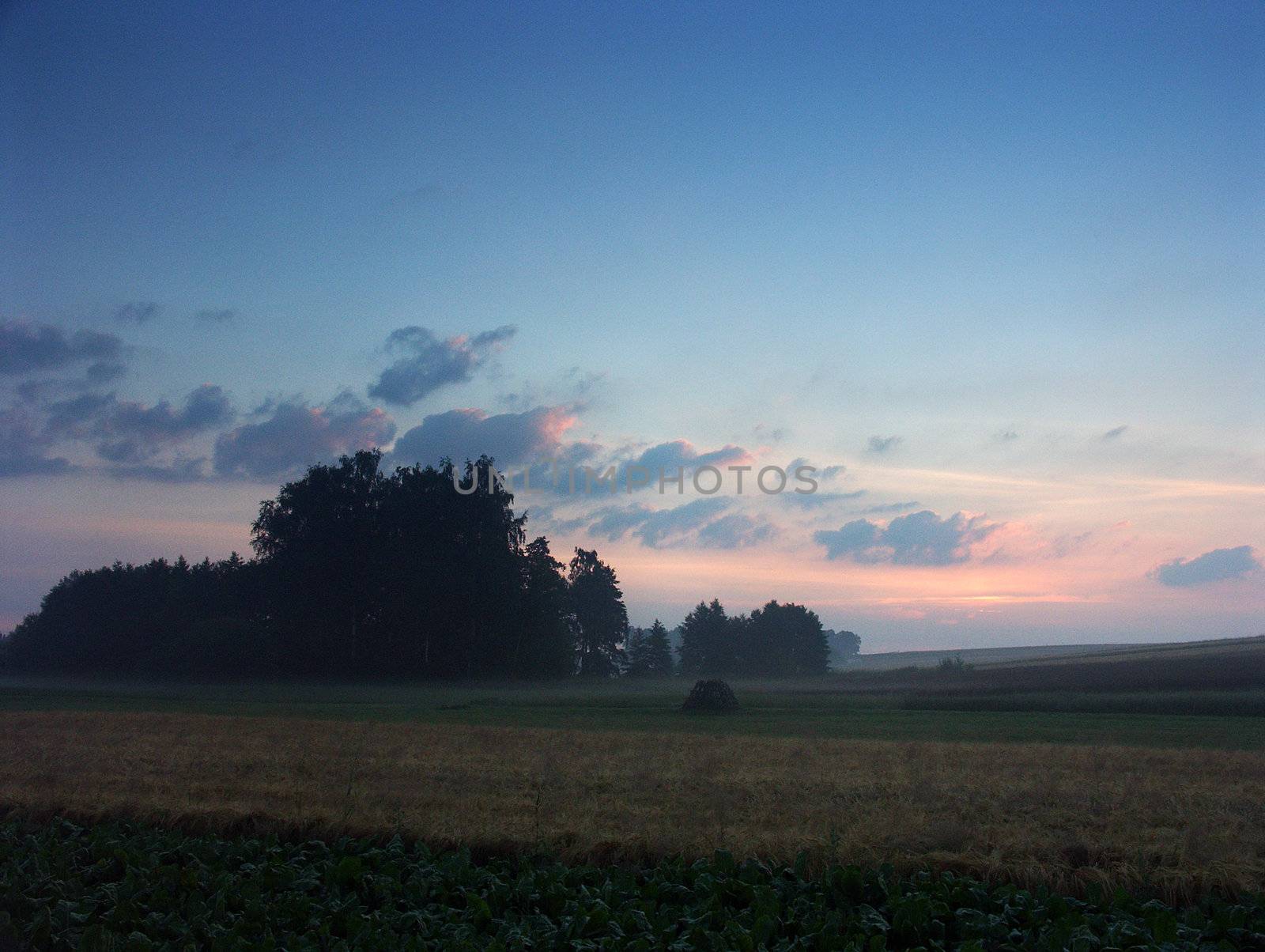 The beautiful fields of grain stretching under the blue sky