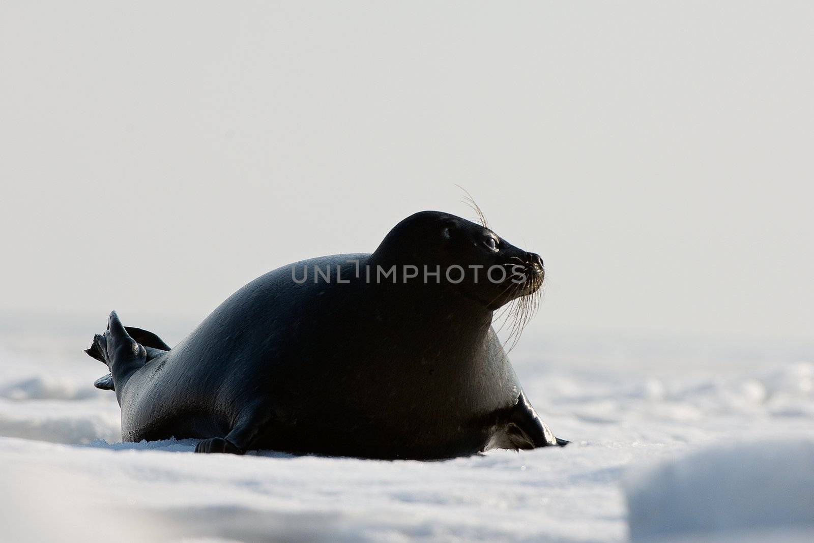 The Ladoga seal. The Ladoga seal in a native habitat. Winter in Ladoga lake. 