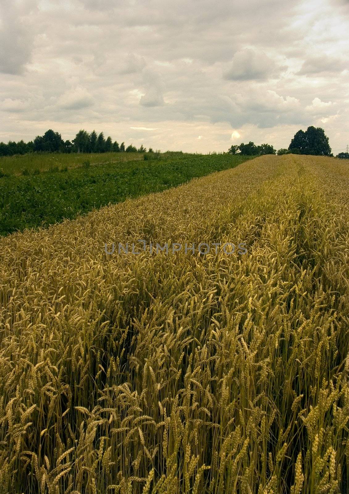 The beautiful fields of grain stretching under the blue sky