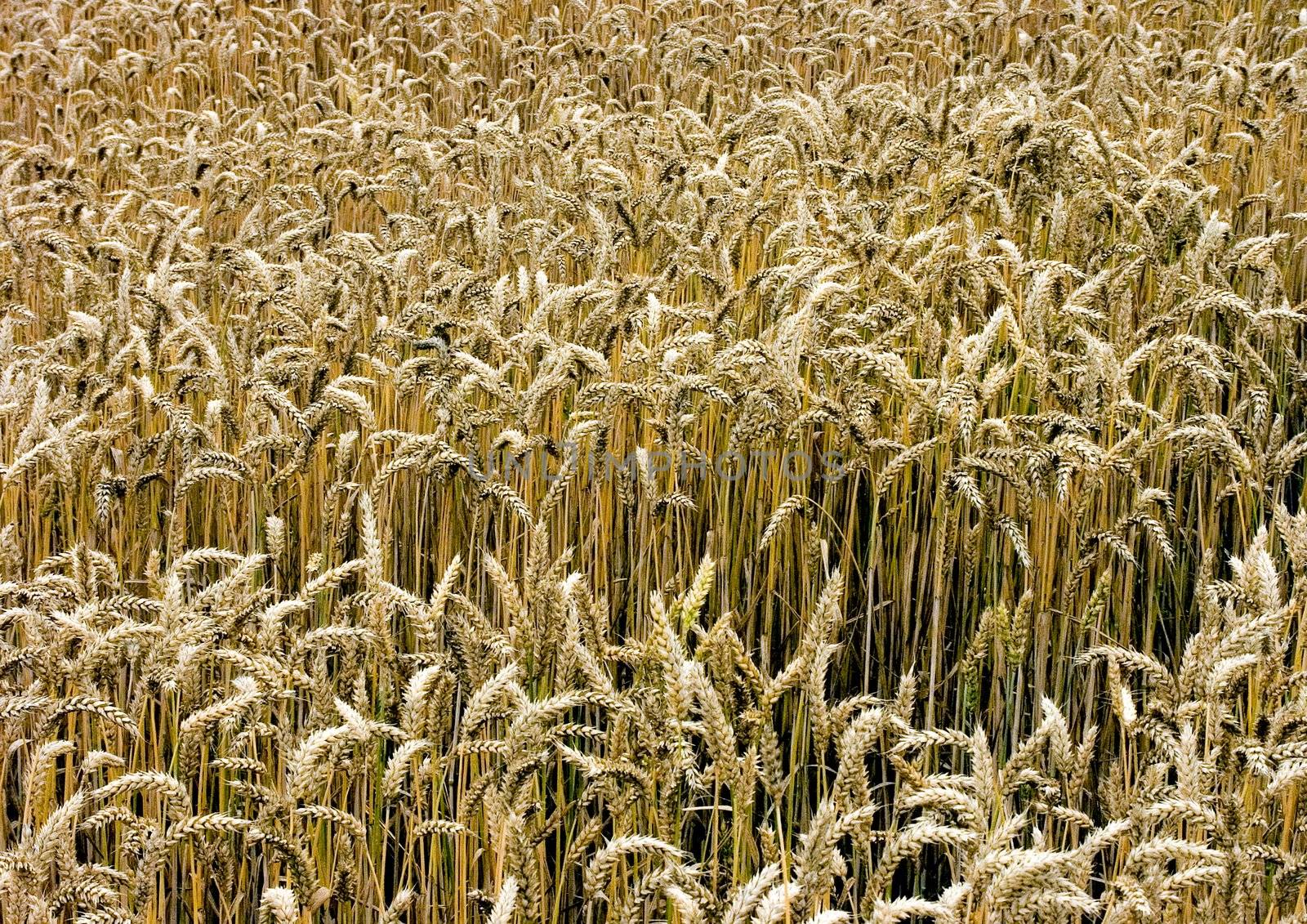 The beautiful fields of grain stretching under the blue sky