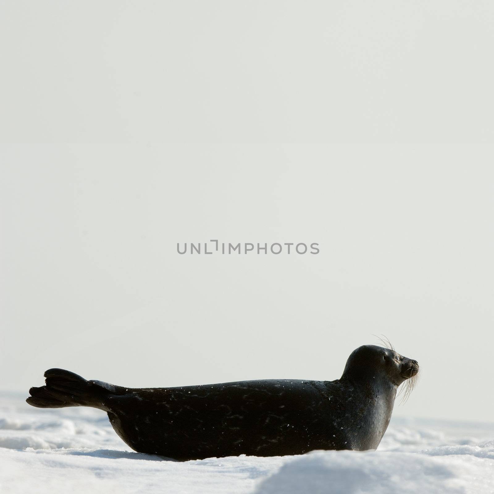 The Ladoga seal on  ice. by SURZ