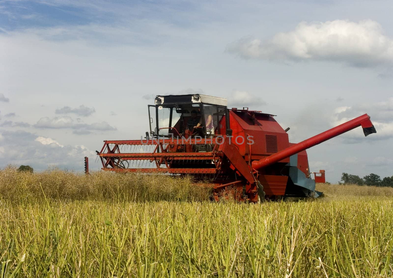 Big red combine performing his job.Combine shear rape