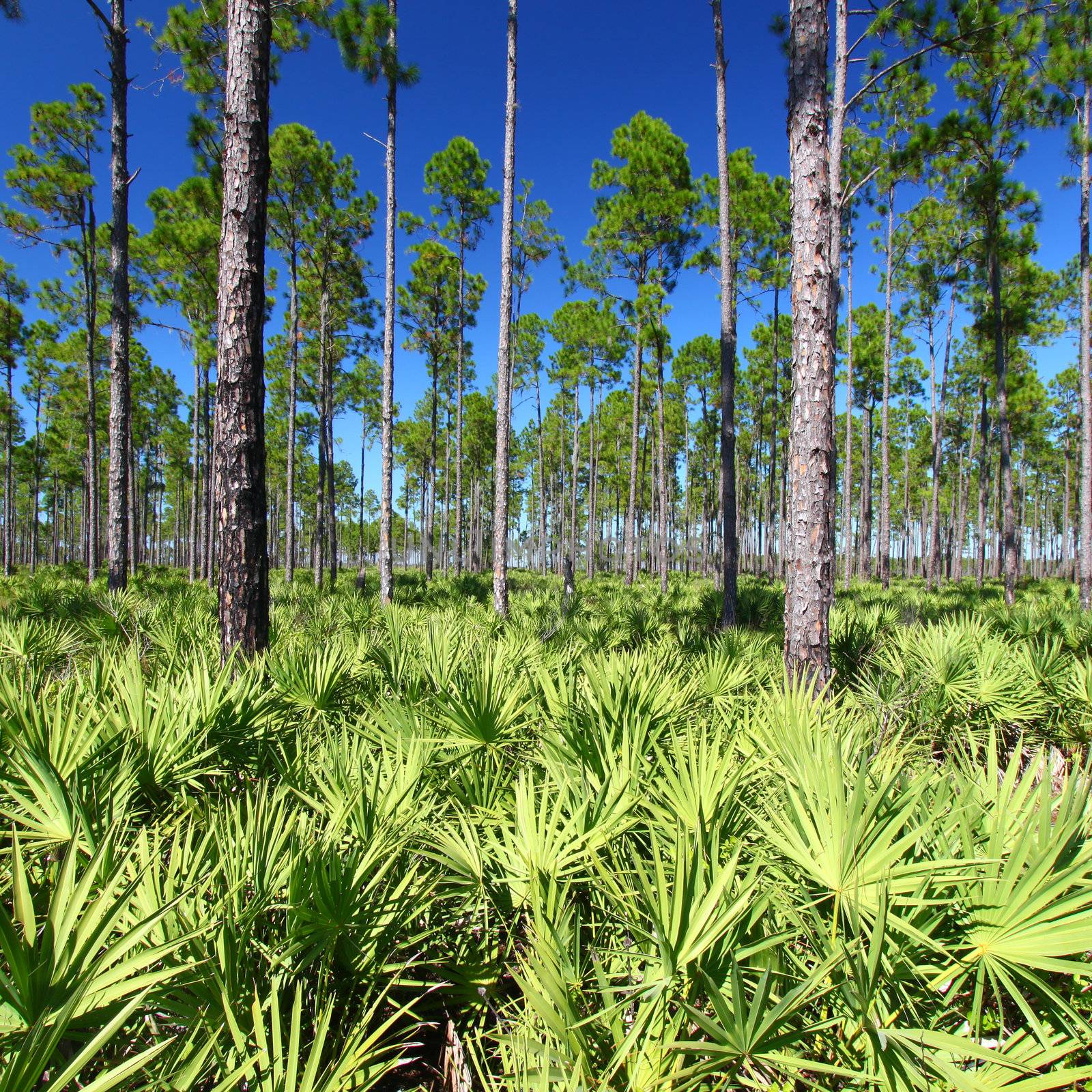 The beautiful pine flatwoods of central Florida on a sunny day.