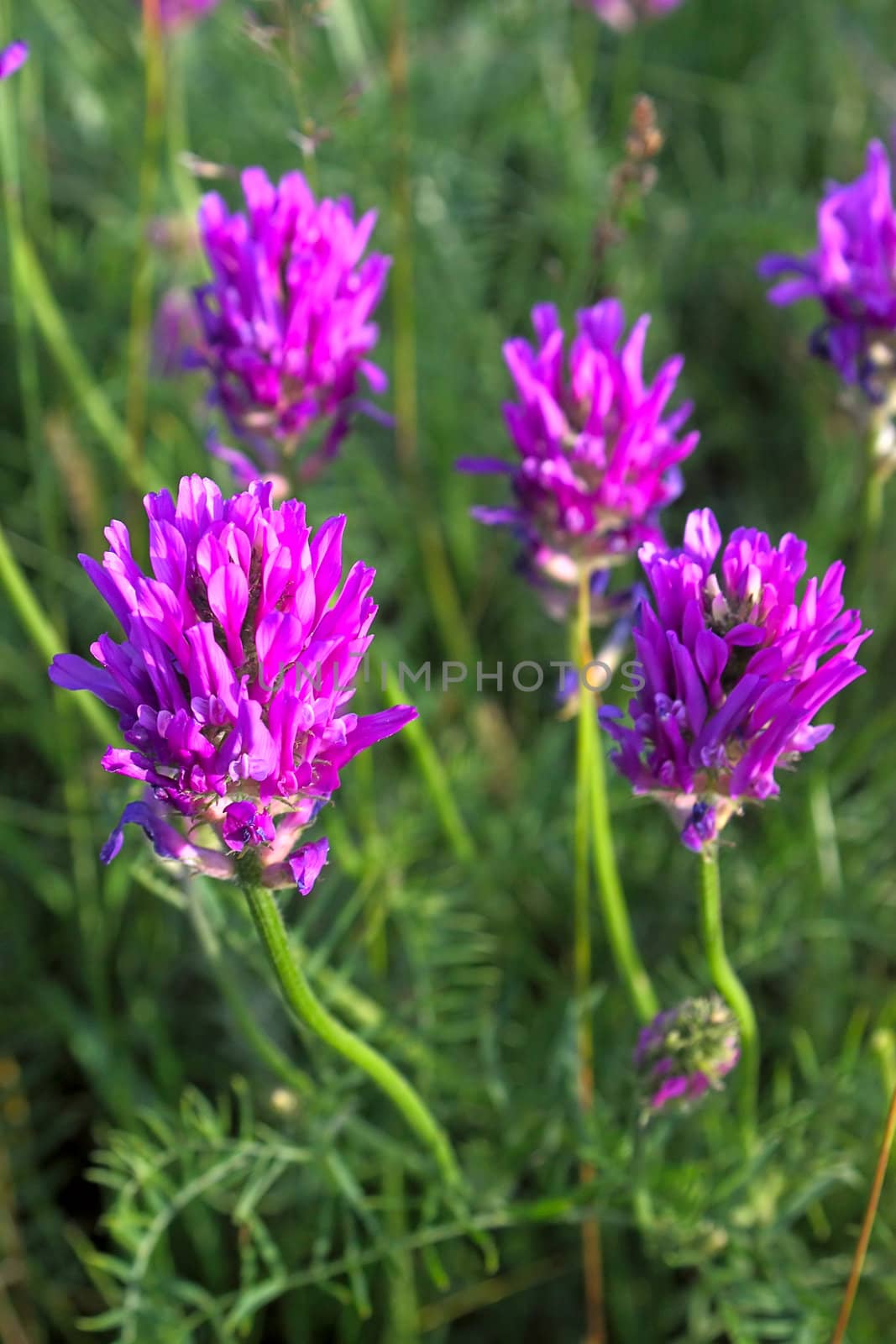 Purple clover flowers on  background of grass. An image with shallow depth of field.