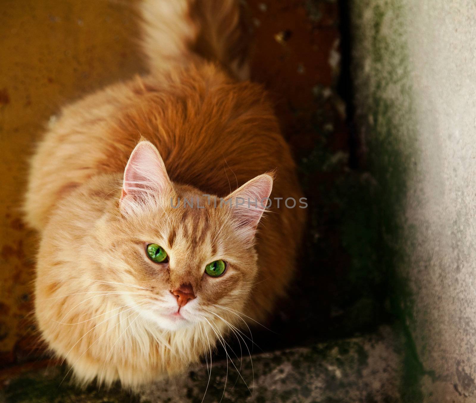 Homeless cat with green eyes staring at people. by fxquadro
