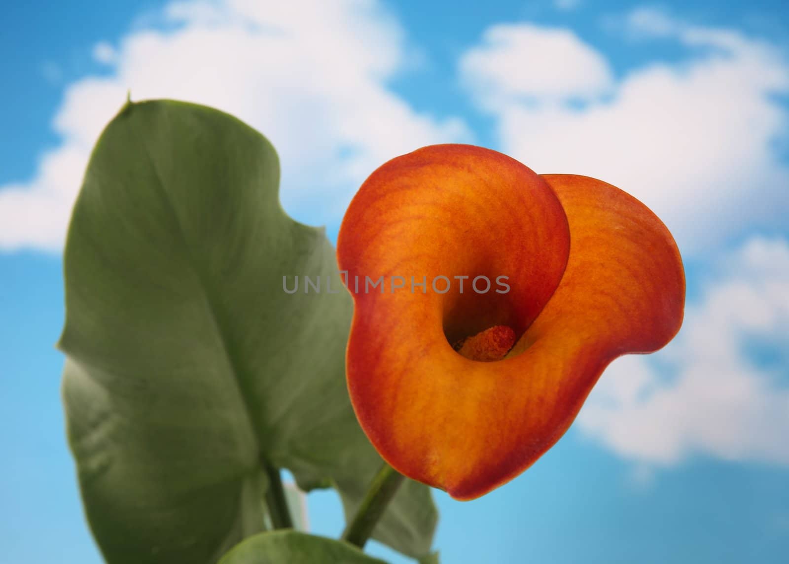 Beautiful single calla lilly on a natural cloudy blue sky background