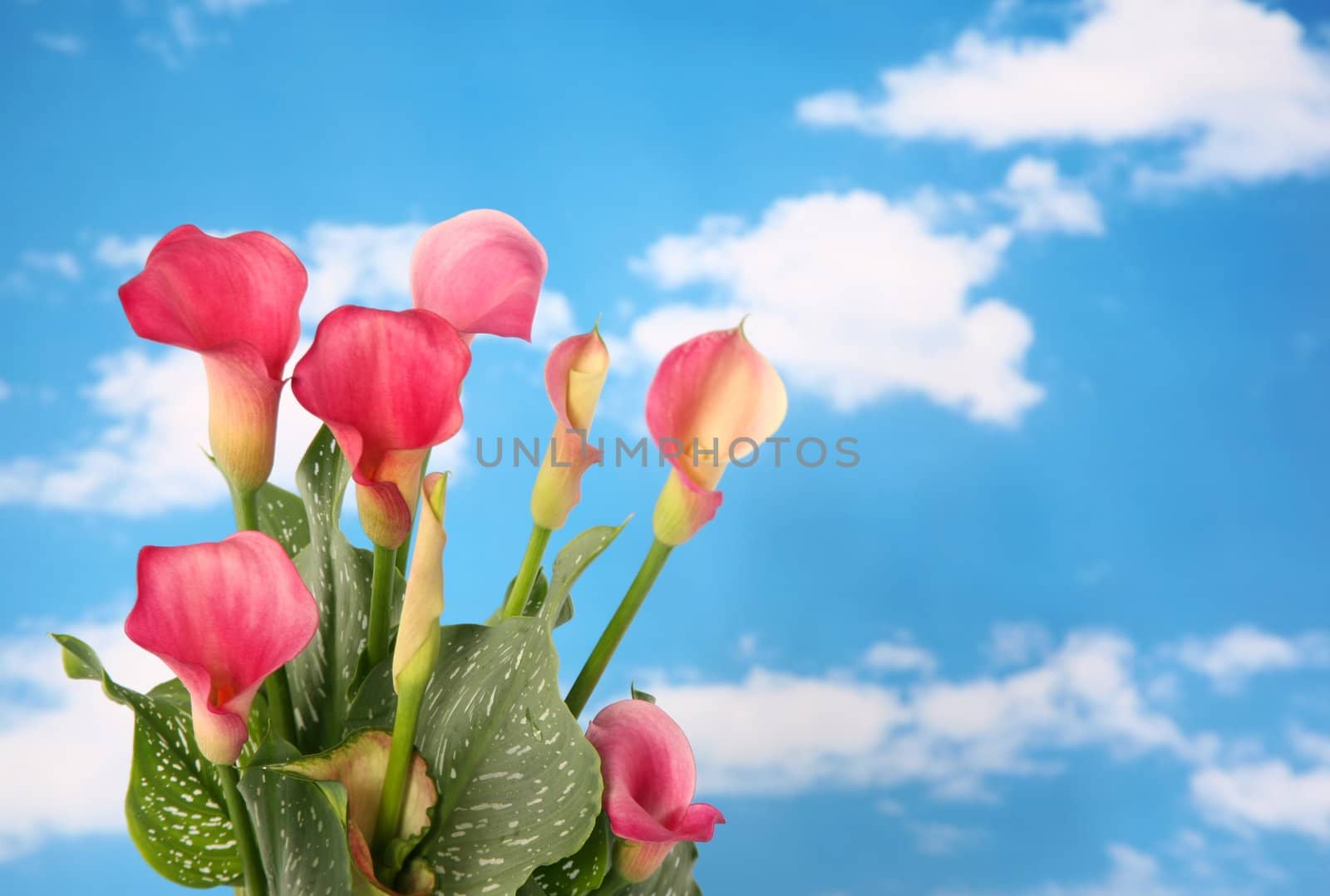Beautiful pink colored calla lilly with cloudy sky background