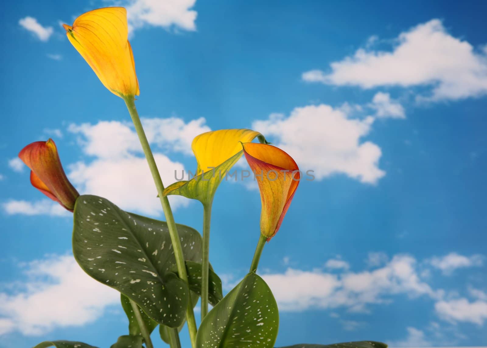 Beautiful orange and yellow colored calla lillies with cloudy sky background