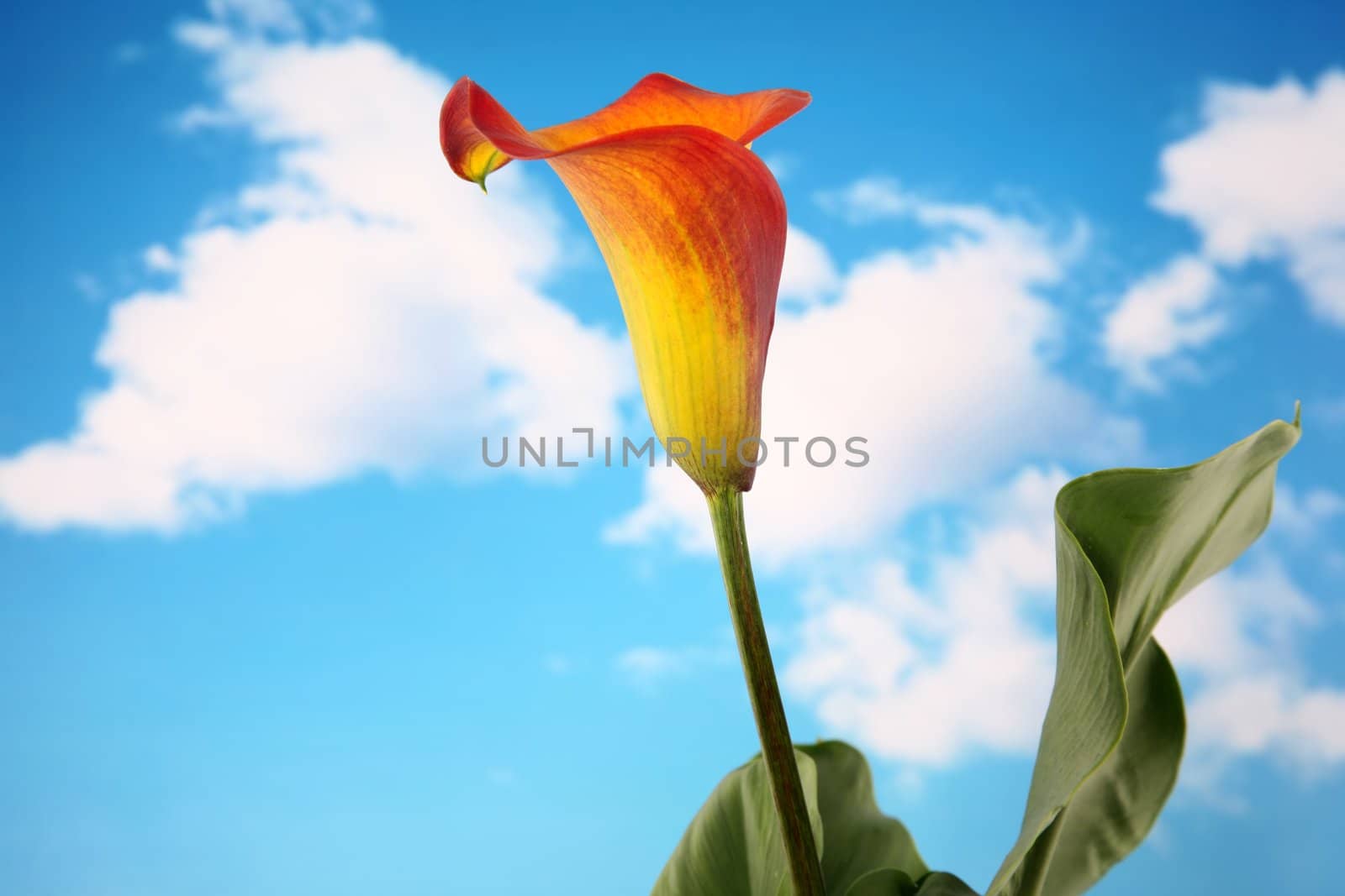 Calla lilly 2 by scrappinstacy