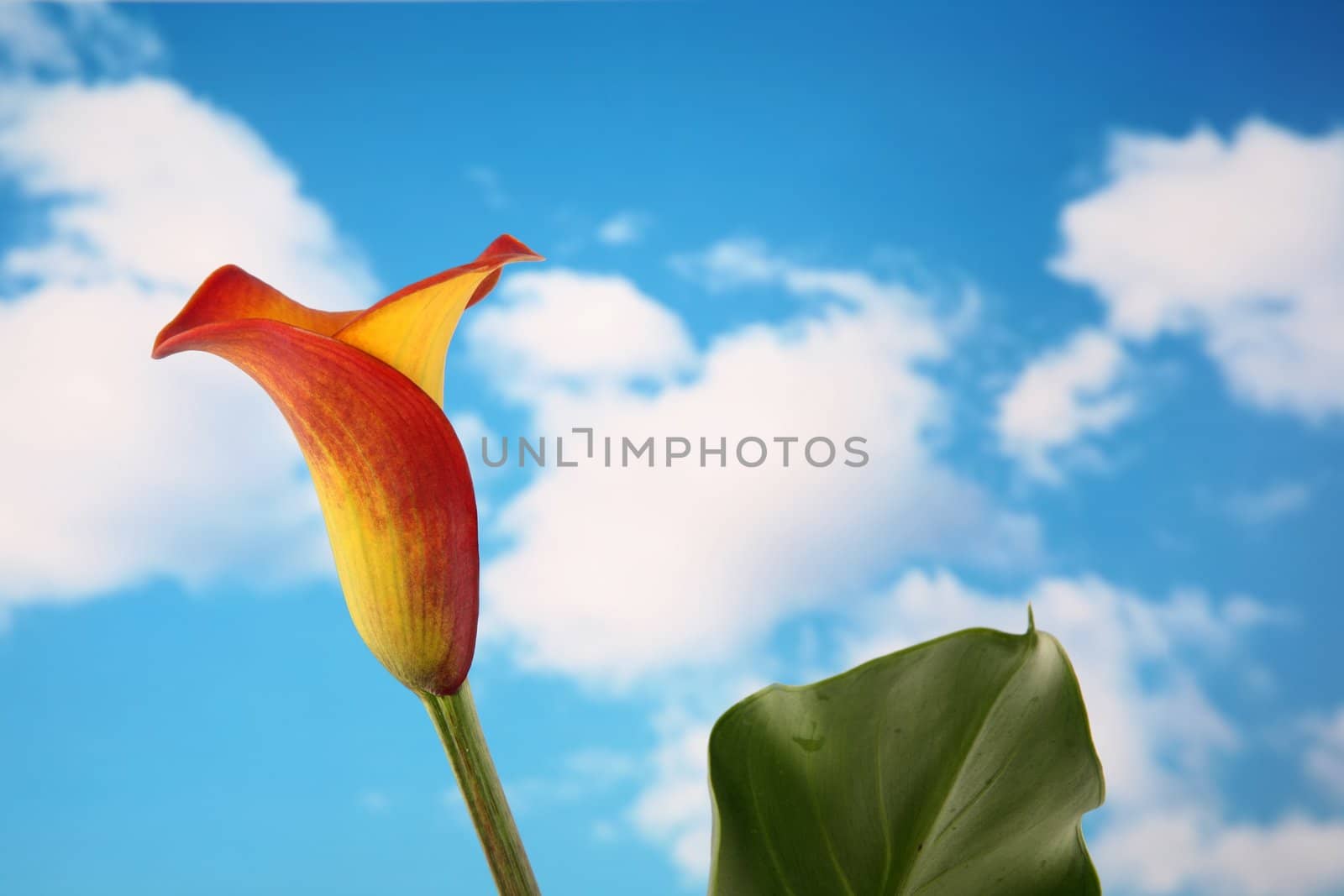 Beautiful single orange and yellow calla lilly flower isolated with a cloudy sky background