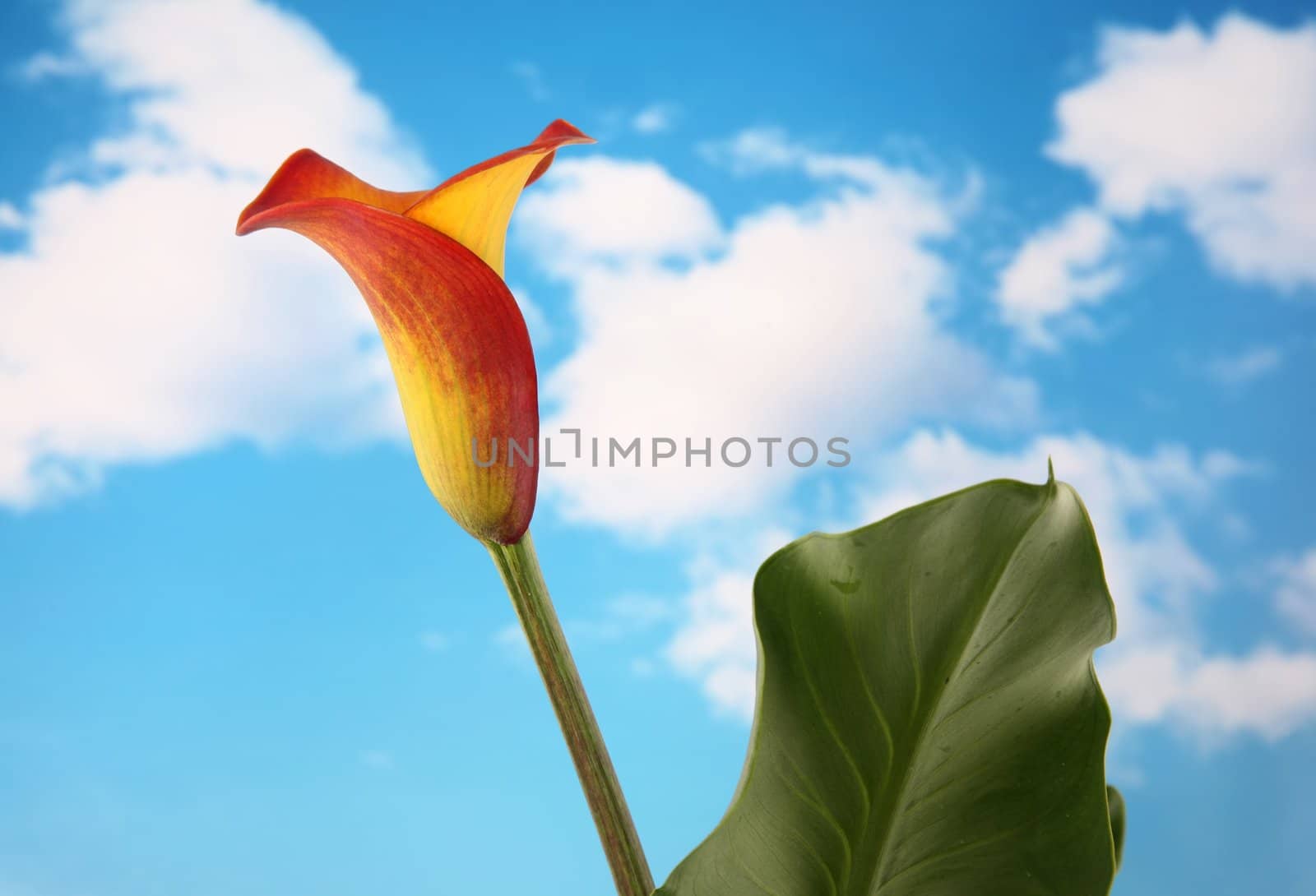 Beautiful single yellow and orange calla lilly flower isolated with a cloudy sky background